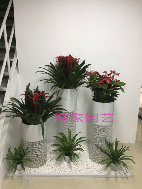 \(dng)^M